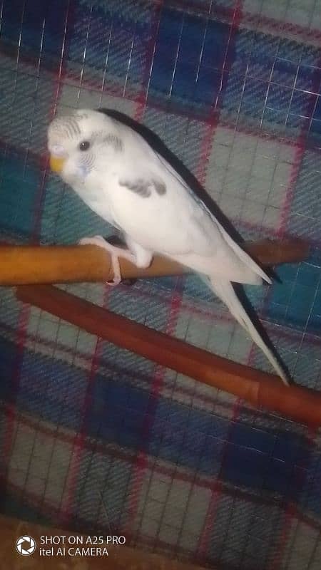 Home breed Australian budgie 3