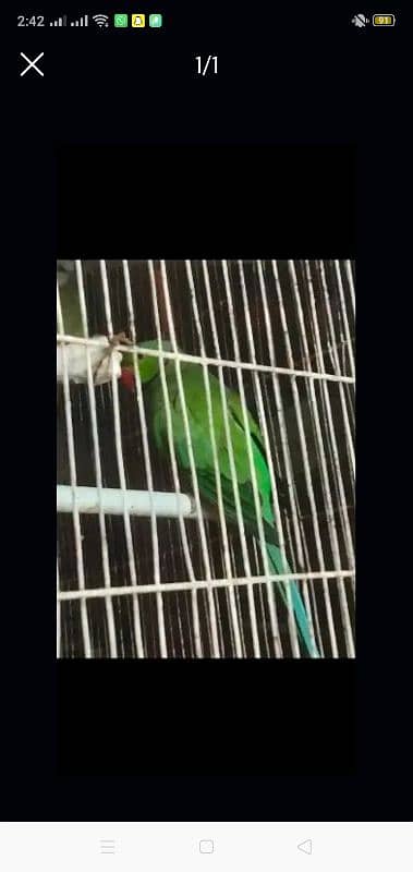 Ringneck parrot male 0