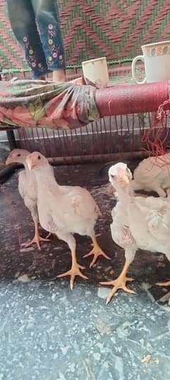 aseel/aseel/chicks qandhari old blood line for sale haldi active