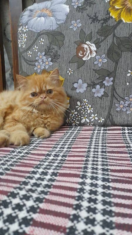 Persian kitten for sale 1