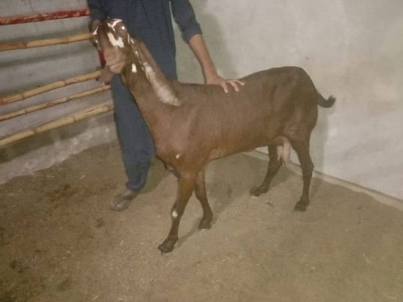 GOAT MILK AVAILABLE KARACHI WHATSAPP ONLY 0