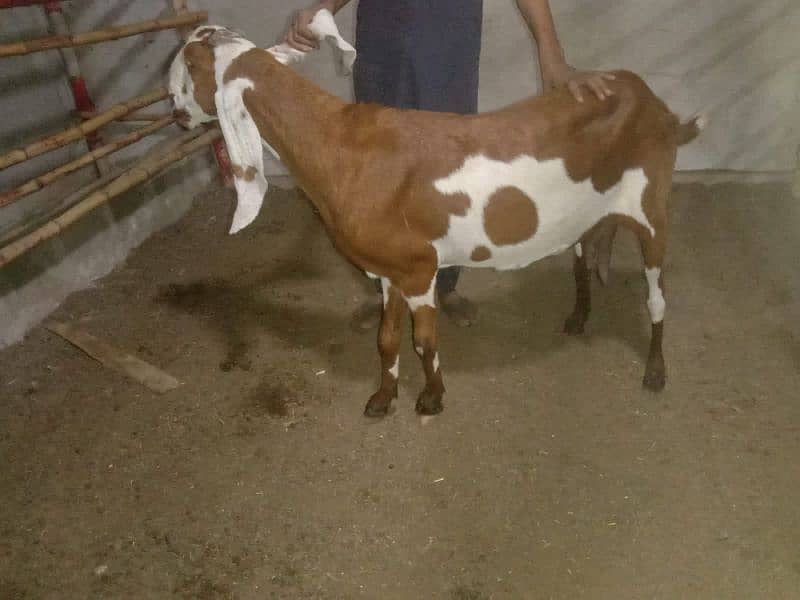 GOAT MILK AVAILABLE KARACHI WHATSAPP ONLY 2