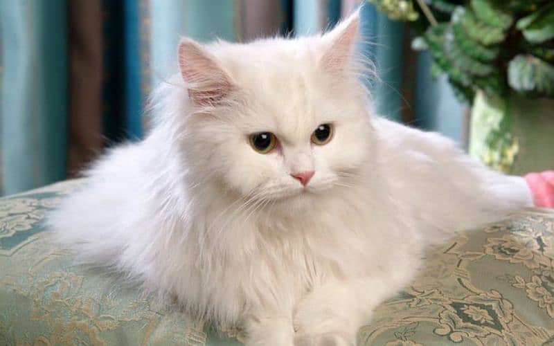 PERSIAN CAT CUTE AND FRIENDLY 1