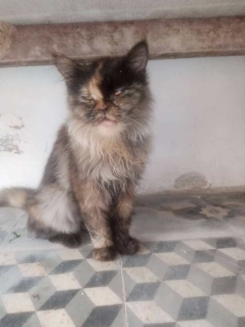 Persian Cat For Sale 0