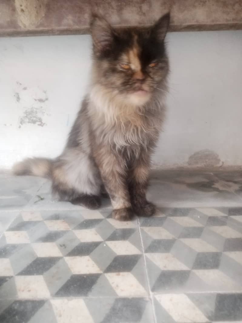 Persian Cat For Sale 1