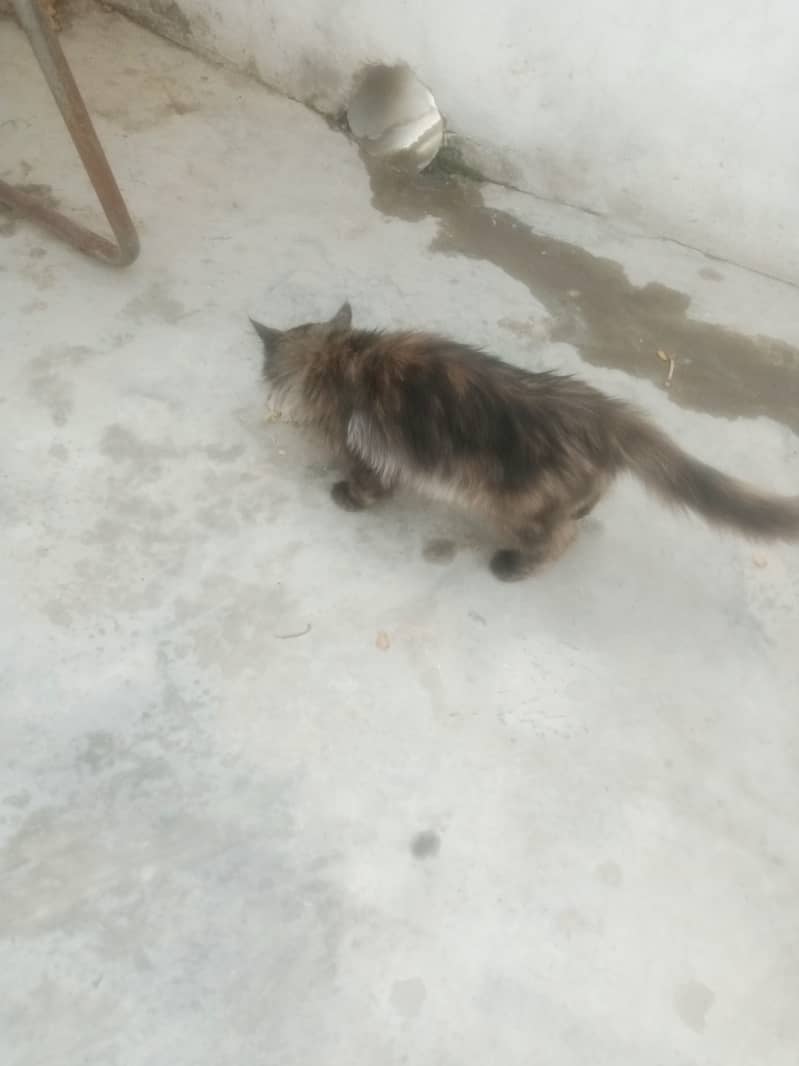 Persian Cat For Sale 2