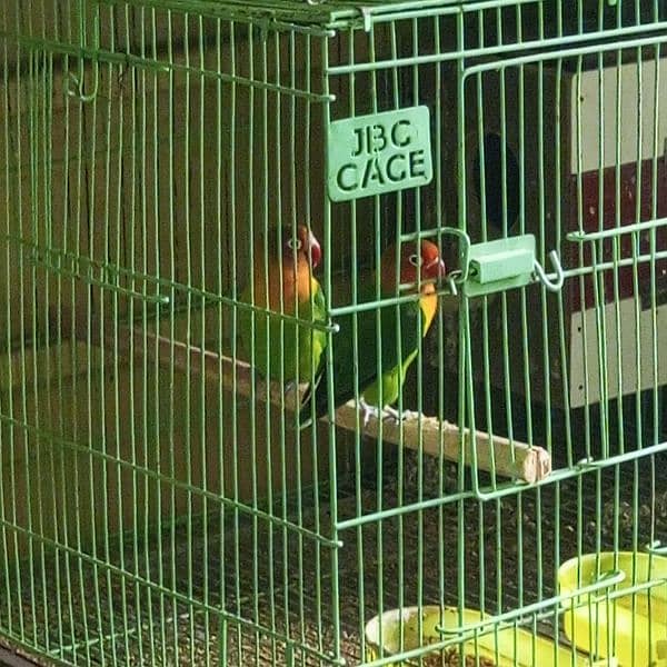 Lovebirds breeder pair. 3