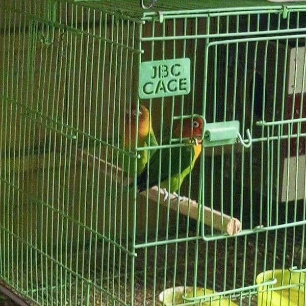 Lovebirds breeder pair. 4