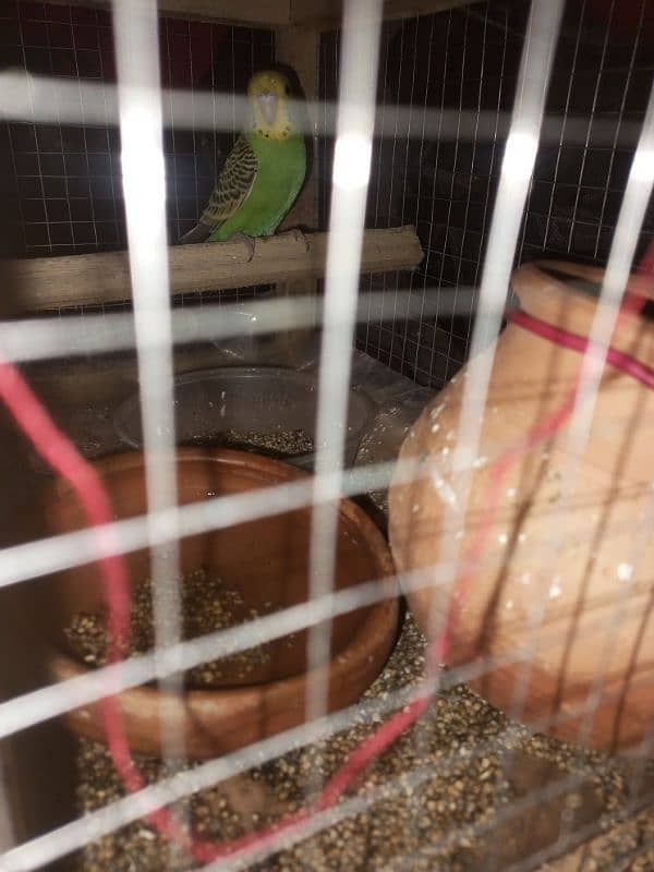 parrot pair for sell 1