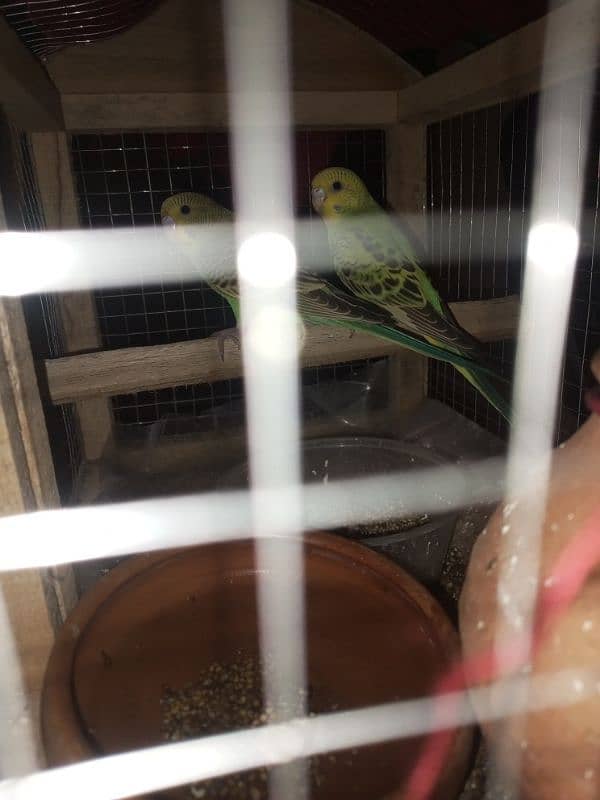 parrot pair for sell 2