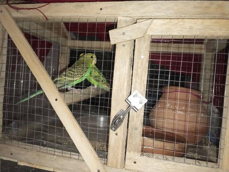 parrot pair for sell 3