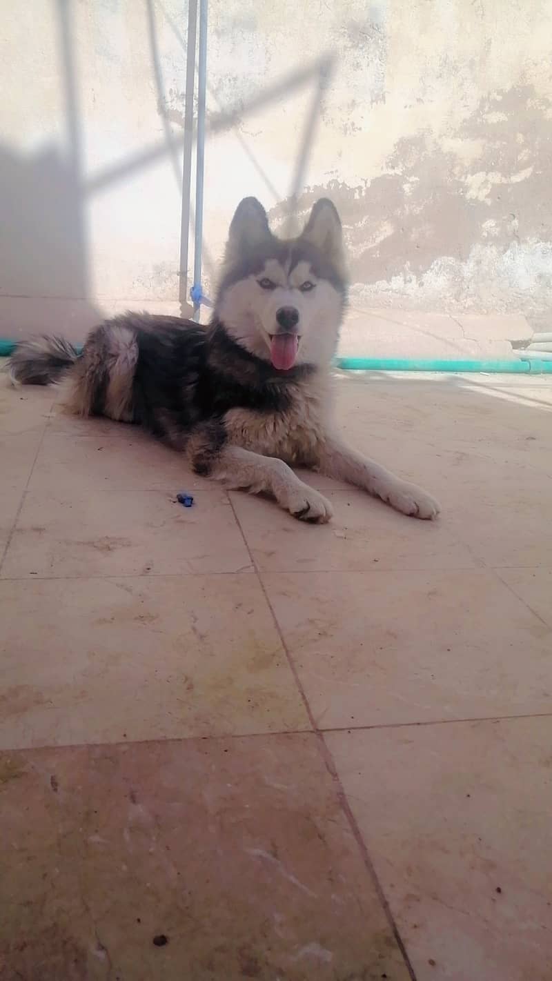 Husky female for sale age 6 months white eyes 0