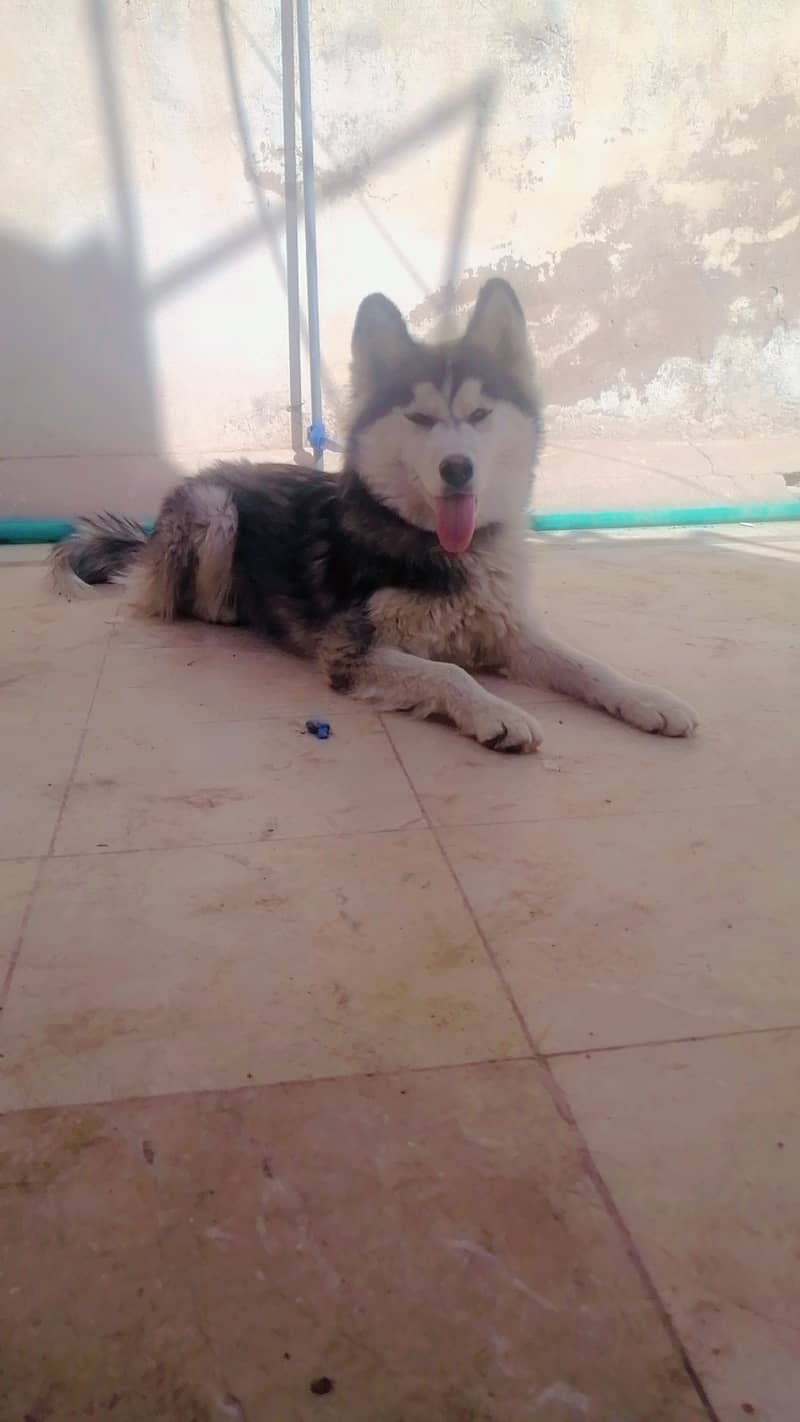 Husky female for sale age 6 months white eyes 1