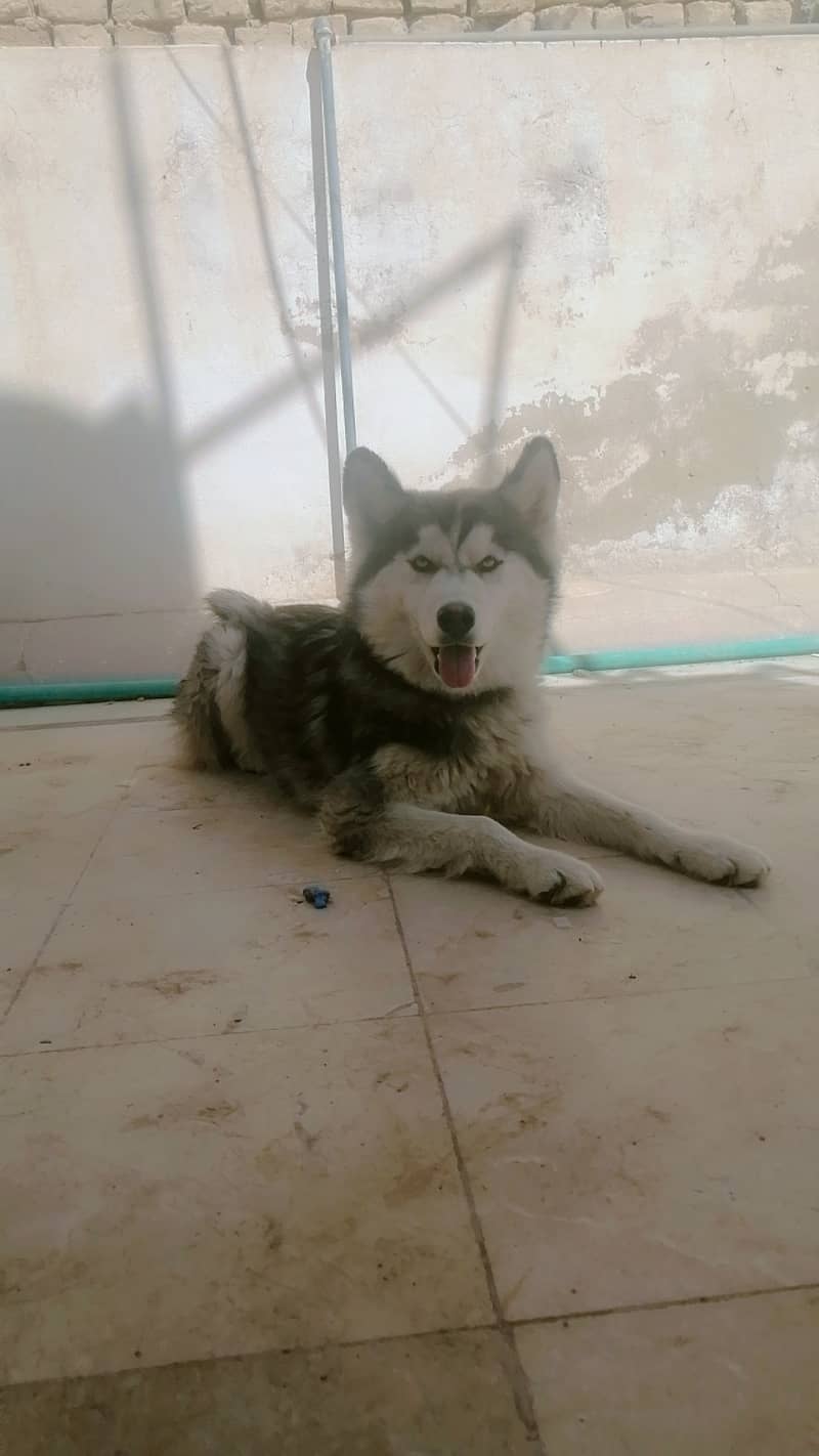 Husky female for sale age 6 months white eyes 2