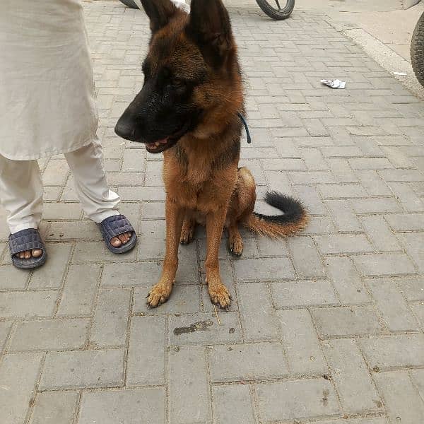 gsd black tan 0