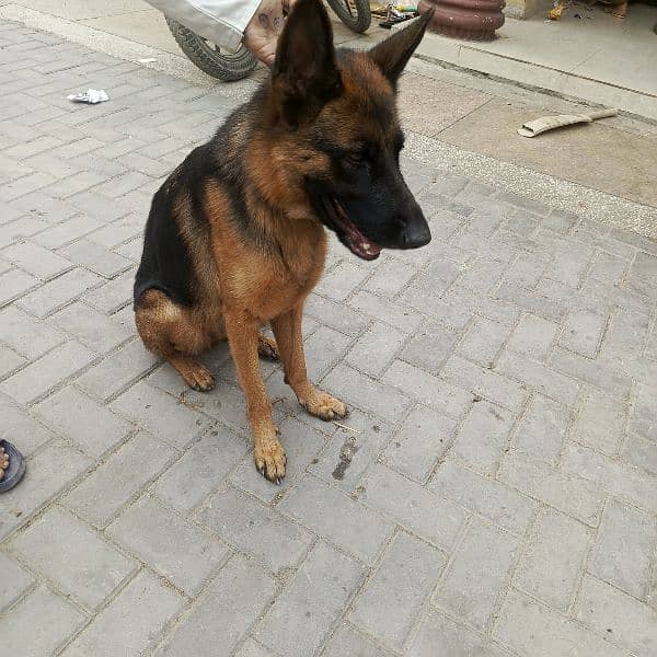 gsd black tan 2