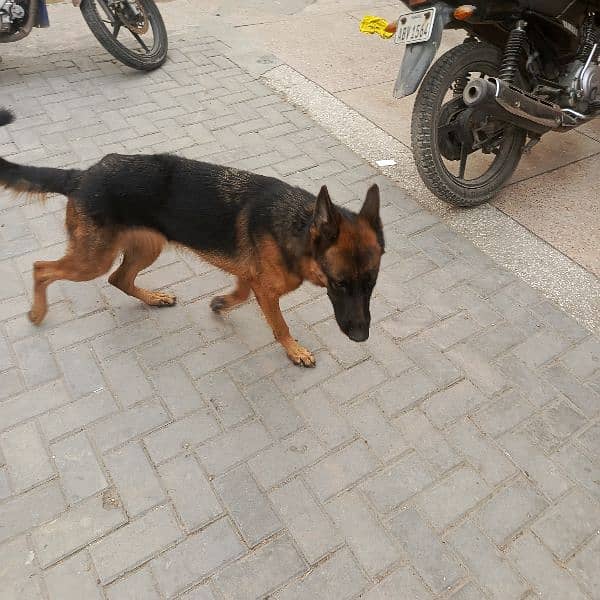 gsd black tan 3