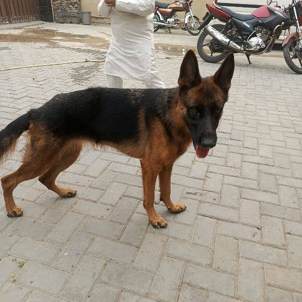 gsd black tan 5