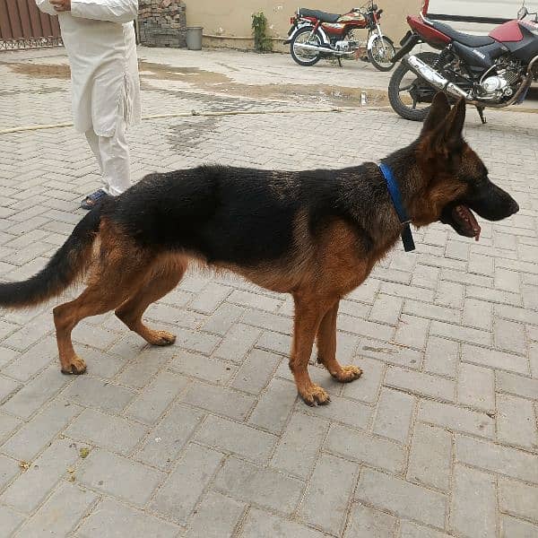 gsd black tan 6