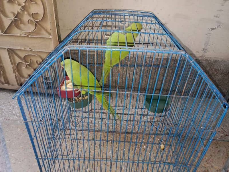 Green ring pair for sale with cage urgent sale 0