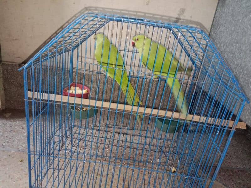 Green ring pair for sale with cage urgent sale 1