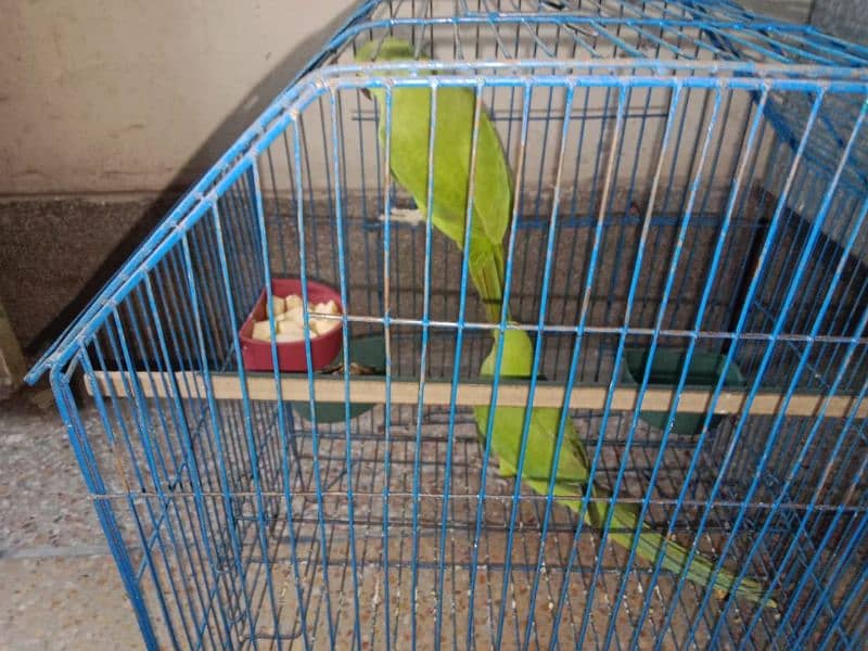 Green ring pair for sale with cage urgent sale 2