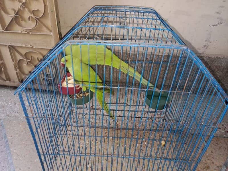 Green ring pair for sale with cage urgent sale 5