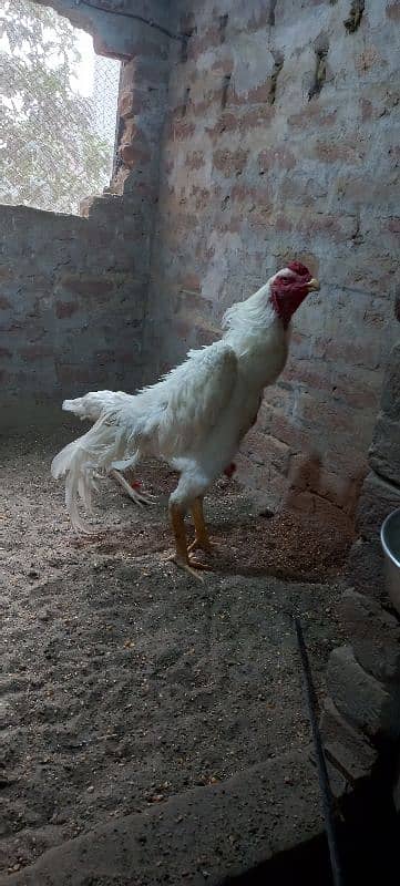 White Shamo Eggs or Chicks available hai 0