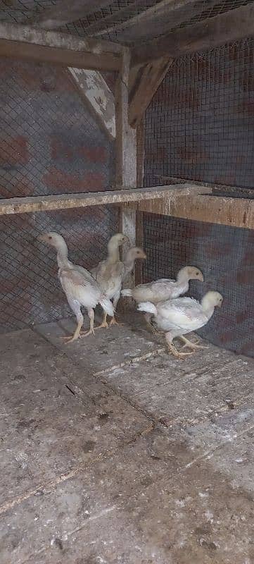 White Shamo Eggs or Chicks available hai 6