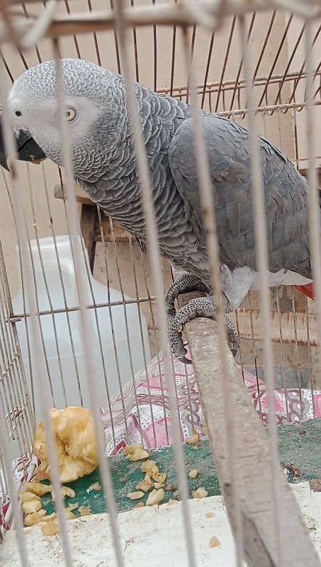 African grey male handtamed and toking 0