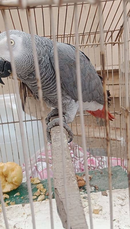 African grey male handtamed and toking 6