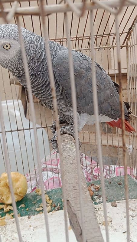 African grey male handtamed and toking 7