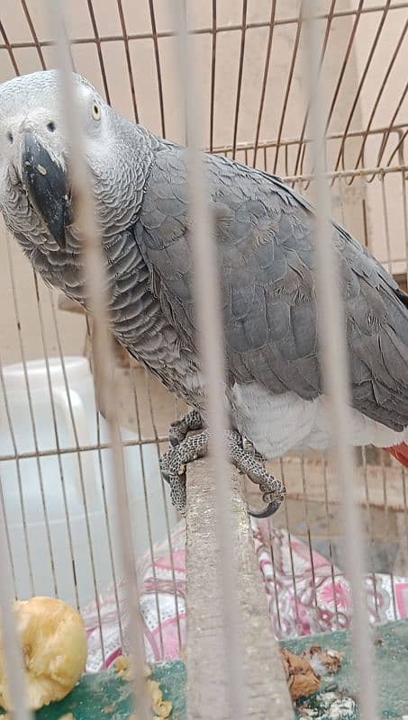 African grey male handtamed and toking 9