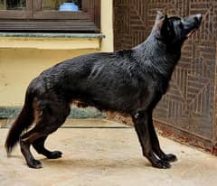 Black German Shepherd Male