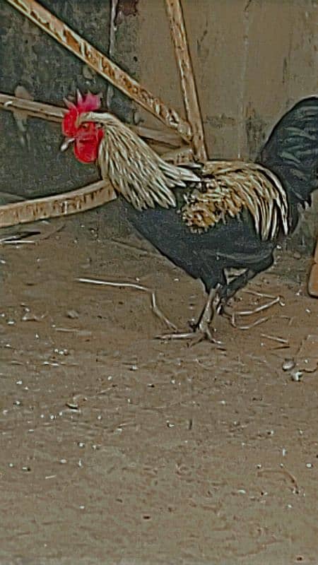 2  Cock 1 hen fancy.   Breadar Contact Number 03224316360 0