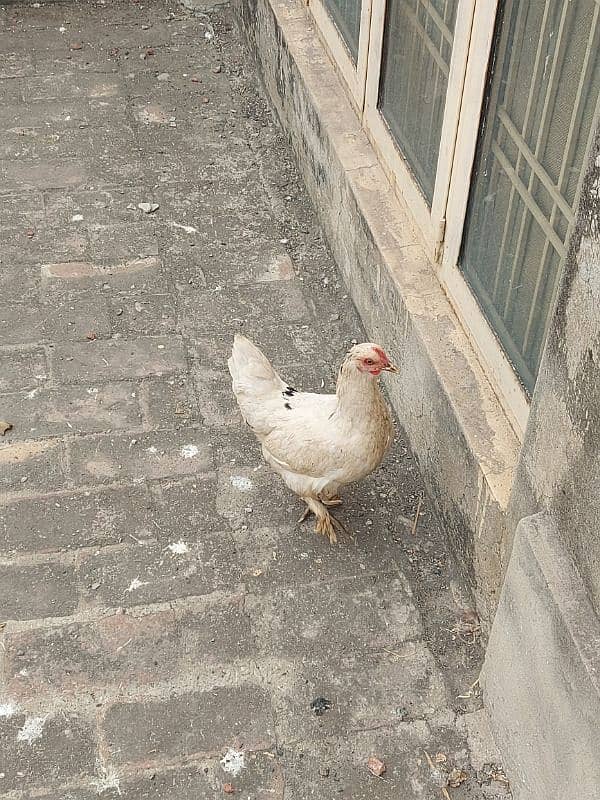 2  Cock 1 hen fancy.   Breadar Contact Number 03224316360 3