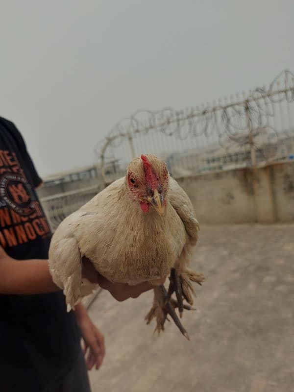 2  Cock 1 hen fancy.   Breadar Contact Number 03224316360 5