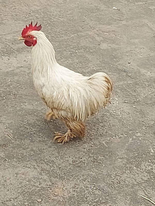 2  Cock 1 hen fancy.   Breadar Contact Number 03224316360 7