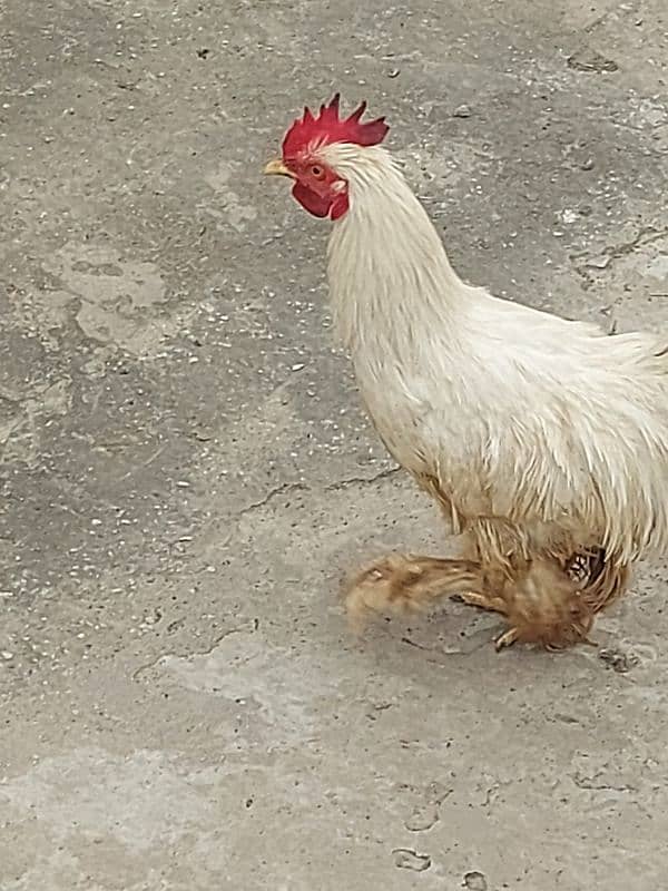 2  Cock 1 hen fancy.   Breadar Contact Number 03224316360 8