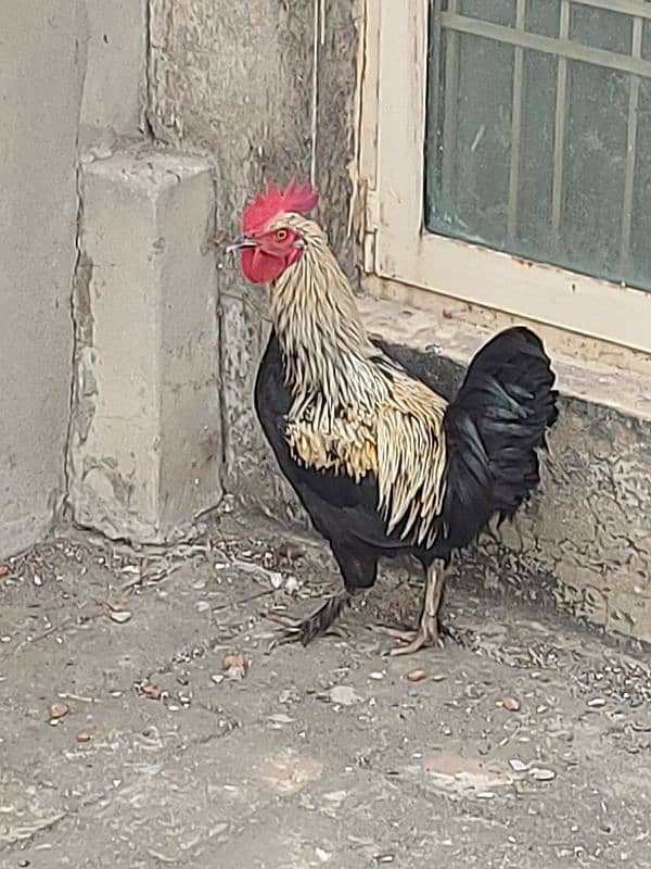 2  Cock 1 hen fancy.   Breadar Contact Number 03224316360 9