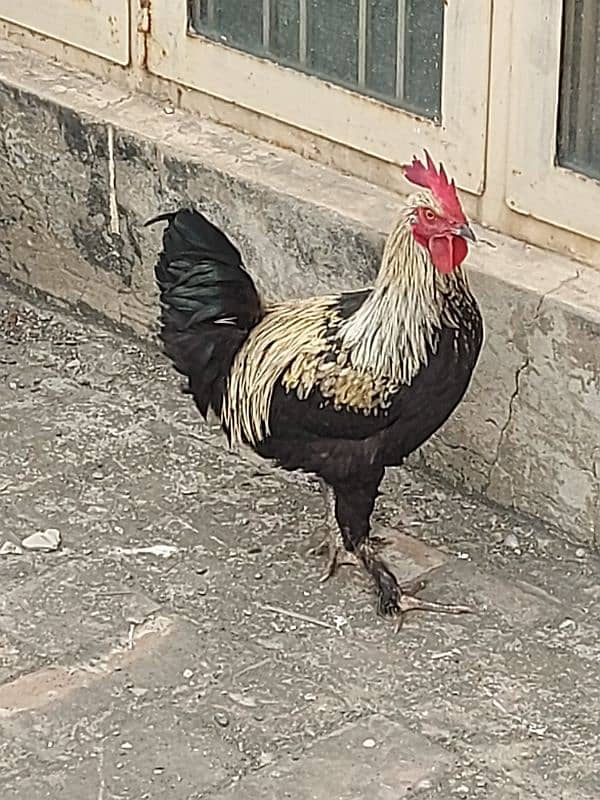 2  Cock 1 hen fancy.   Breadar Contact Number 03224316360 10