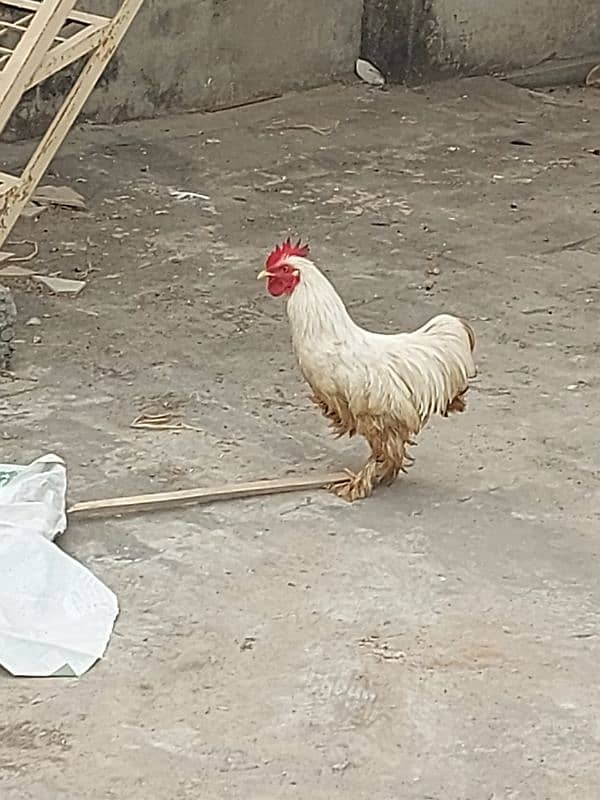 2  Cock 1 hen fancy.   Breadar Contact Number 03224316360 11