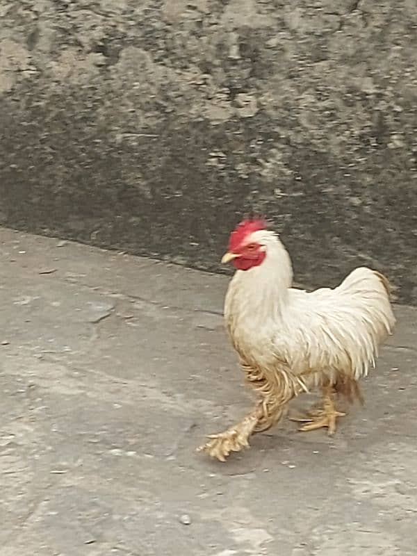 2  Cock 1 hen fancy.   Breadar Contact Number 03224316360 12