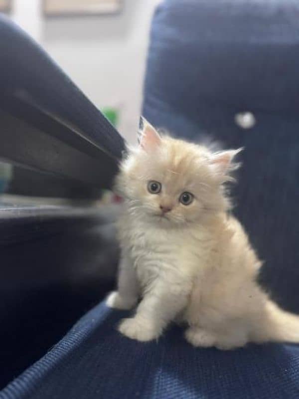 Cute Persian kitten for sale 50 days old 0