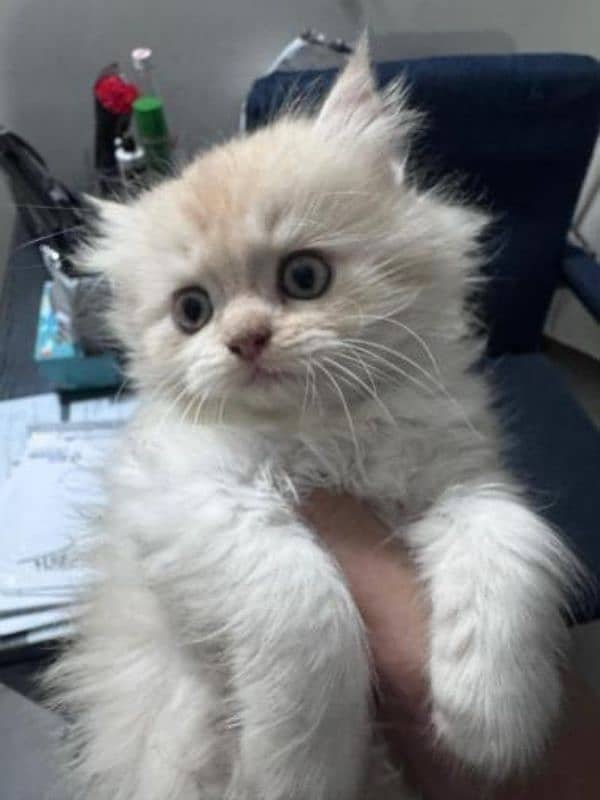 Cute Persian kitten for sale 50 days old 1