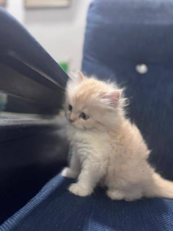 Cute Persian kitten for sale 50 days old 4