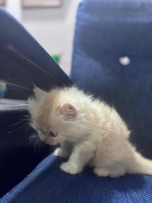 Cute Persian kitten for sale 50 days old 5