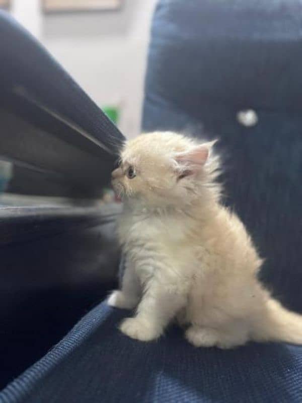 Cute Persian kitten for sale 50 days old 7