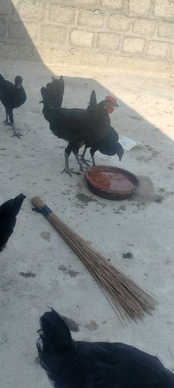 Australorp pair 0