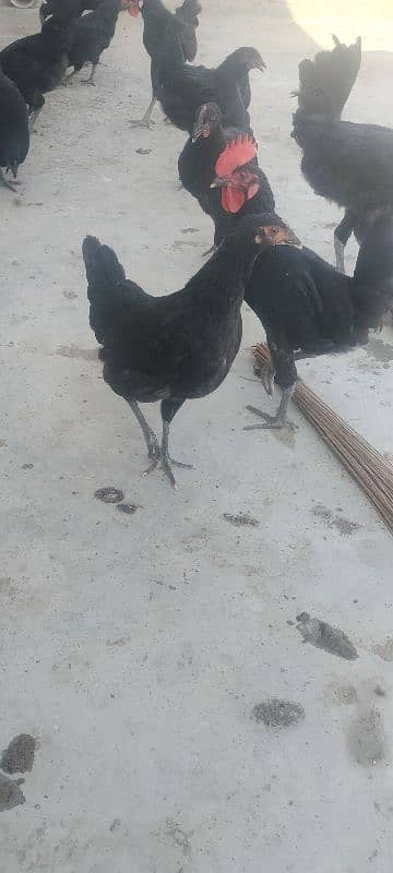 Australorp pair 1